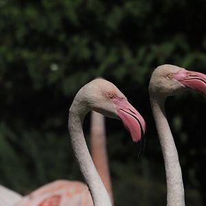 Greater Flamingos