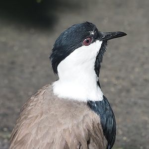 Spur-Winged Lapwing