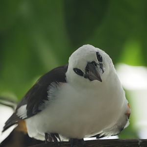 White-Headed Buffalo Weaver