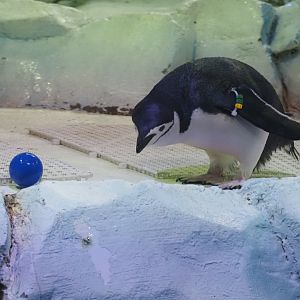 Chinstrap Penguin