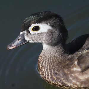 Wild Wood Duck