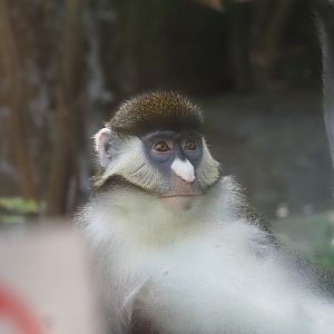 Schmidt's Red-Tailed Guenon