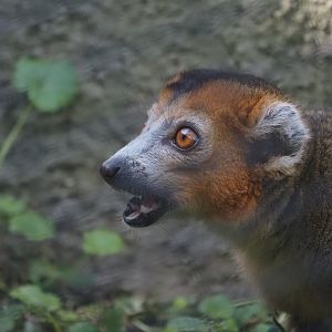 Crowned Lemur "Lenny" 1
