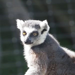 Ring-Tailed Lemur