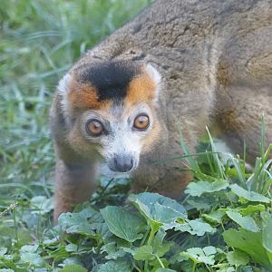 Crowned Lemur "Lenny" 2