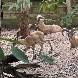 ID? Armenian mouflon, urial, something in between?