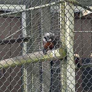 White-lipped tamarin (Saguinus labiatus)