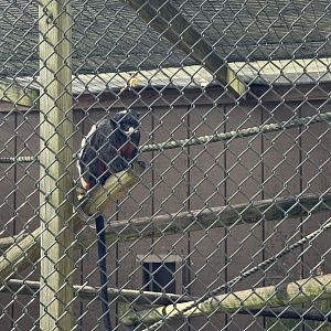 White-lipped tamarin (Saguinus labiatus)