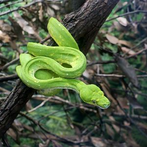Green Tree Python (Morelia viridis)