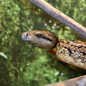 Jamaican Boa (Chilabothrus subflavus)