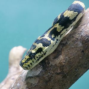 Jungle Carpet Python (Morelia spilota cheynei) young