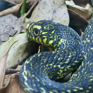 King Rat Snake (Elaphe carinata carinata)