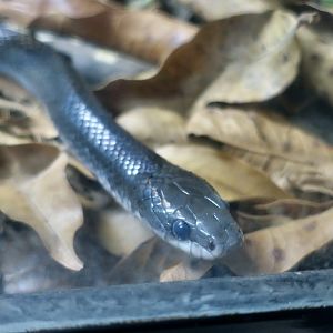 Mussurana (Boiruna maculata)