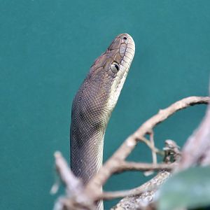 Olive Python (Liasis olivaceus) young