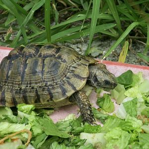 Moroccan Tortoise (Testudo graeca marokkensis)