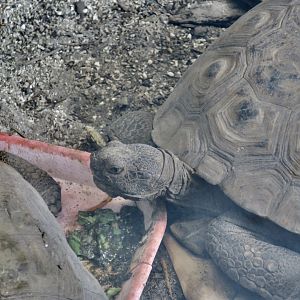 Sonoran Desert Tortoise (Gopherus morafkai)