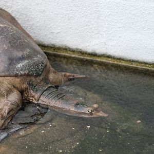 Florida Softshell Turtle (Apalone ferox)