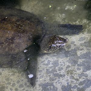 Nile Softshell Turtle (Trionyx triunguis)