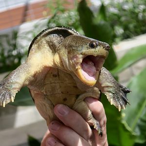 Narrow-Bridged Musk Turtle (Claudius angustatus)