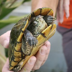 Oaxacan Mud Turtle (Kinosternon oaxacae)
