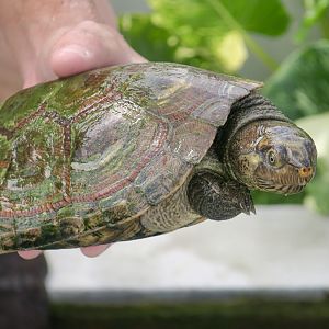 Madagascan Big-Headed Turtle (Erymnochelys madagascariensis)