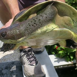 Branderhorst's Snapping Turtle (Elseya branderhorsti)