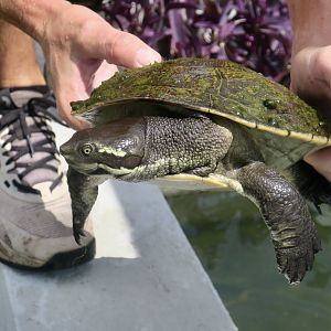 Murray River Turtle (Emydura macquarii)