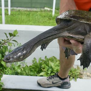 Northern Snake-Necked Turtle (Chelodina rugosa)