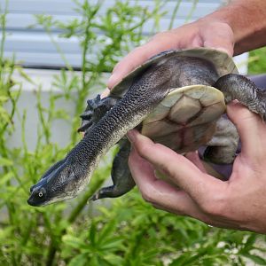 Timor Snake-Necked Turtle (Chelodina mccordi timorensis)