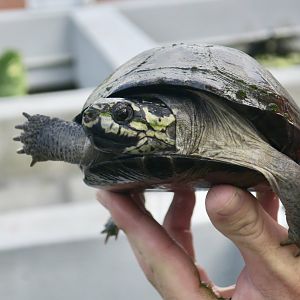 Okavango Mud Turtle (Pelusios bechuanicus)