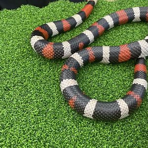 Pueblan Milk Snake (Lampropeltis triangulum campbelli)