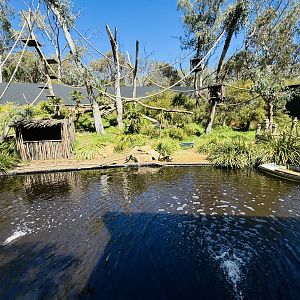 Spider monkey enclosure