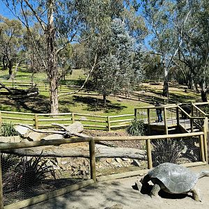 Aldabra Giant tortoise enclosure