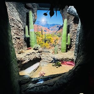 Gila Monster/corn snake enclosure