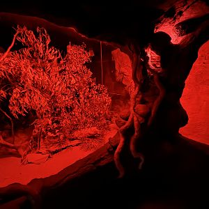 Bilby/ghost bat enclosure