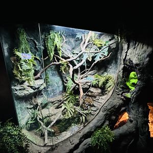 Fijian crested iguana enclosure