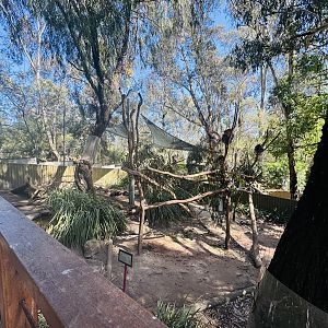 Koala enclosure