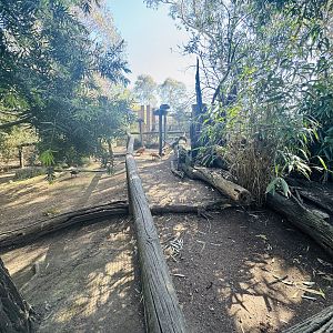 Ruddy shelduck enclosure