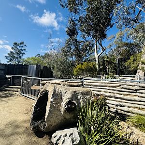 Southern hairy-nosed wombat enclosure