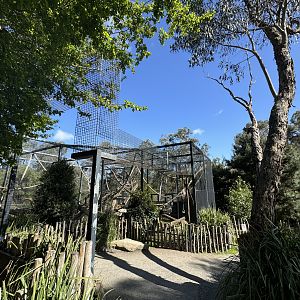 Black-capped Capuchin enclosure