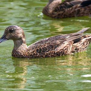 Falcated Duck (Anas falcata)