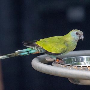 Hooded Parrot (Psephotus dissimilis)