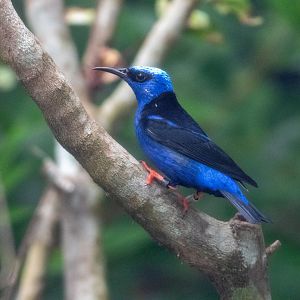 Red-legged Honeycreeper (Cyanerpes cyaneus)