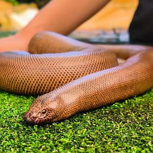 Indian Sand Boa