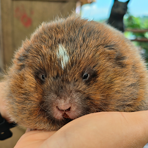 Lesser Bamboo Rat (Cannomys badius)