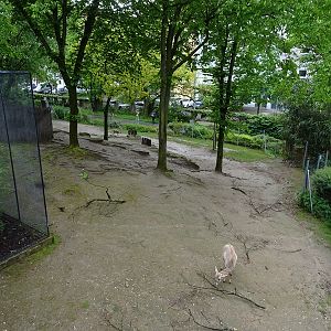 Persian gazelle enclosure