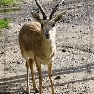 Persian gazelle (Gazella subgutturosa subgutturosa)