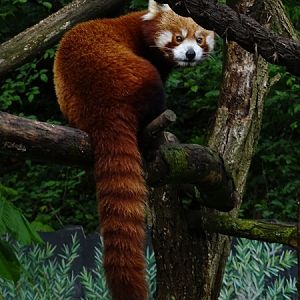 Nepalese red panda (Ailurus fulgens)