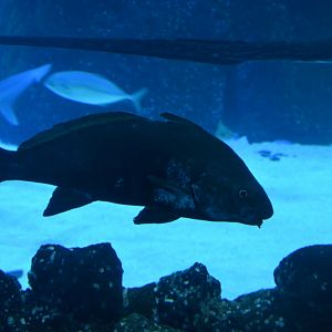 Fusca croaker (Umbrina ronchus)