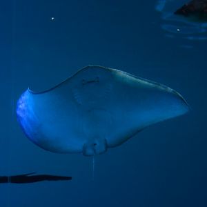 Spiny butterfly ray (Gymnura altavela)